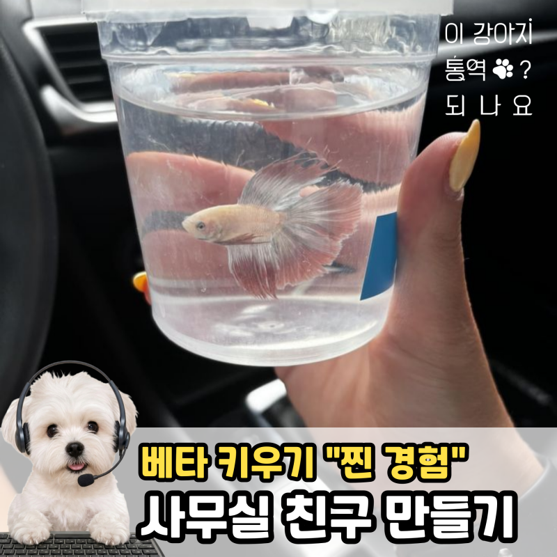베타 물고기 키우기, "여과기 없이" 사무실에서도 가능해요!