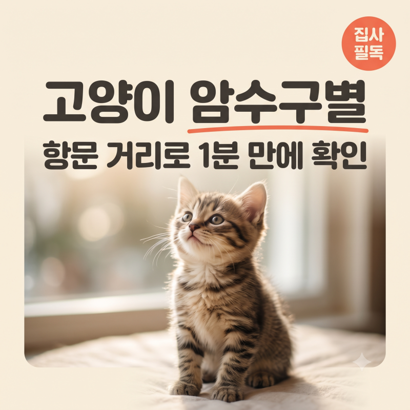 고양이 암수 구별 항문 거리로 1분 만에 확인하는 법