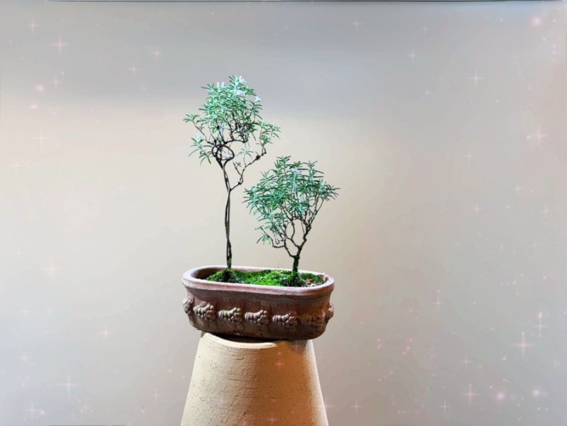 클리핑 로즈마리 키우기 수형 잡기 외목대 만들기 삽목 번식 삽목둥이 키우는 관리 방법 꽃 ....