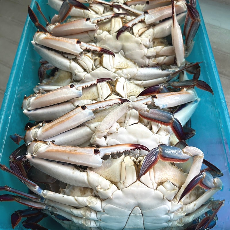 제철 꽃게 찌는법 시간 총 정리, 1kg 9900원 특가 후기