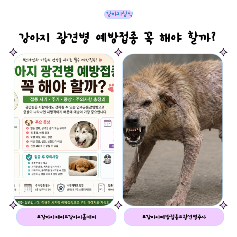강아지 광견병 예방접종 꼭 해야 할까? 접종 시기·주기·부작용 총정리