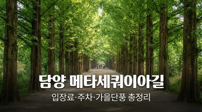 담양 메타세쿼이아길 입장료·주차·가을단풍 총정리 (2026 무료화 소식까지)