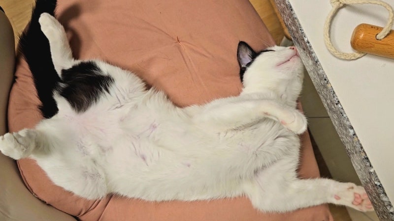 고양이 화장실 전체갈이 꿀팁, 전체갈이삽 사지마세요! 벤토나이트 모래 안 흘리고 버리는 ....