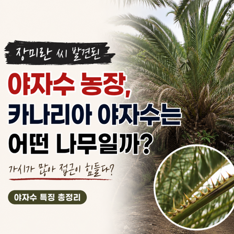 장미란 씨 발견된 야자수에 의문 쏟아진 이유, 가시가 정말 많을까?
