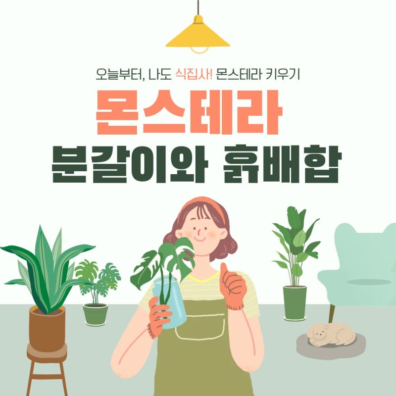 몬스테라 분갈이와 흙배합｜잘 자라는 몬스테라 흙은 무엇이 다를까? 몬스테라의 모든 것 6....