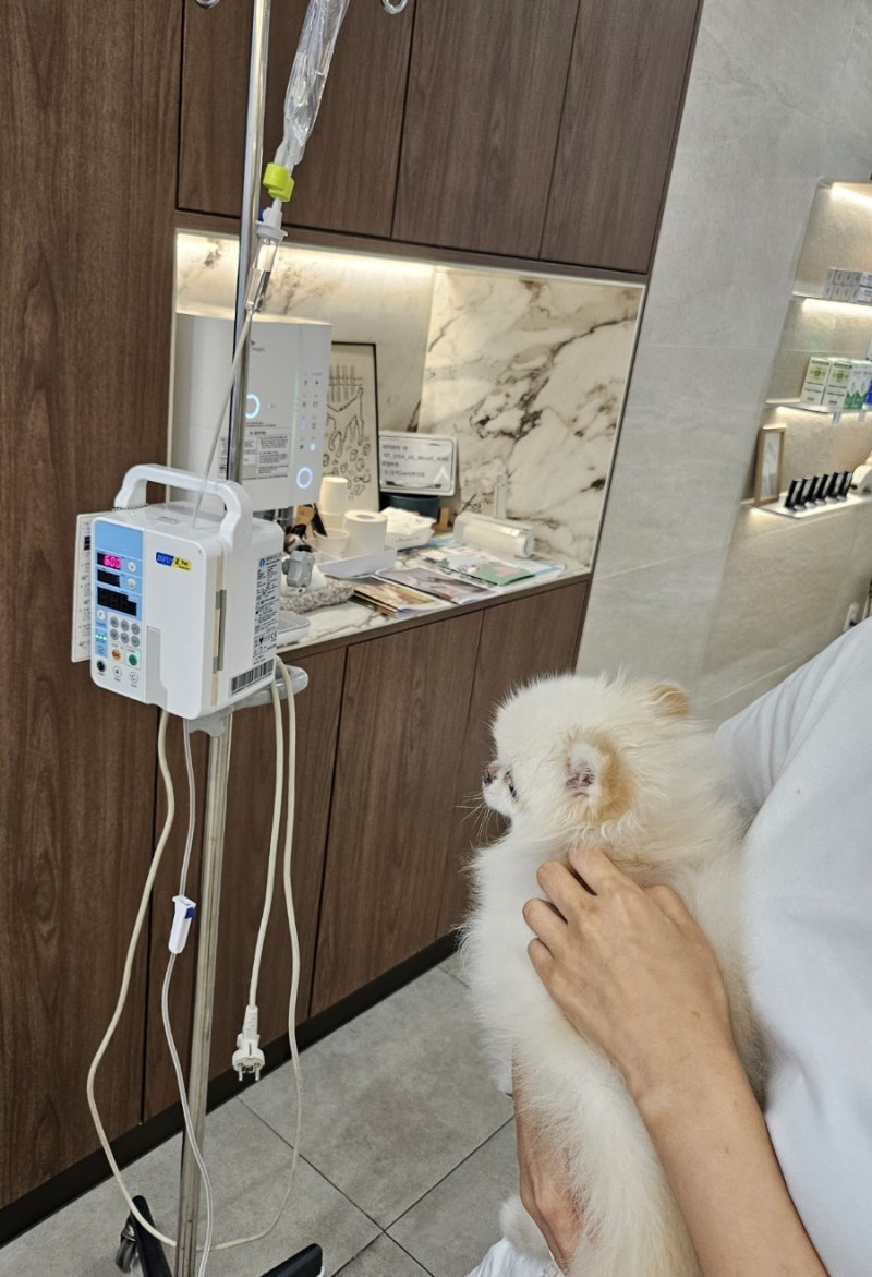[서울 강아지 치과전문병원] 11살 소형견 마취 중 쇼크.. 결국 스케일링 못하고 발치한 내돈내....