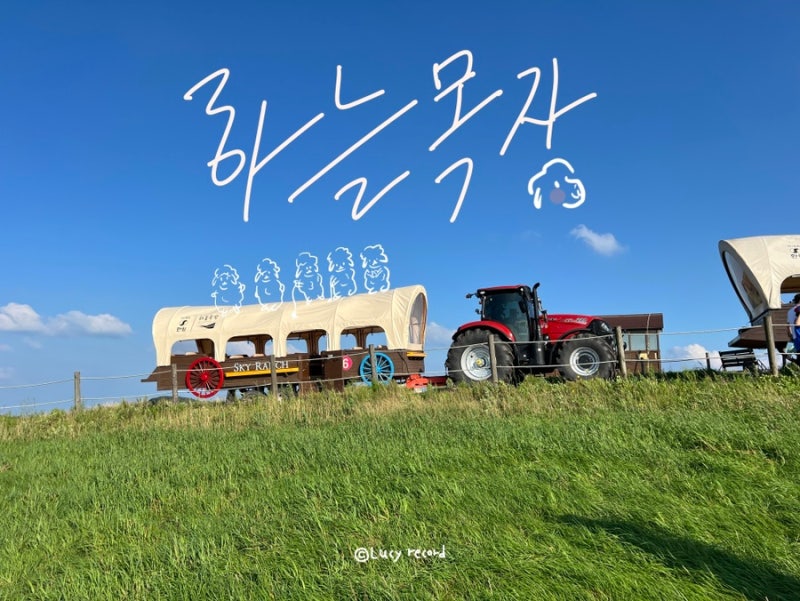 대관령 하늘목장 : 음메메~ 음메메메메~
