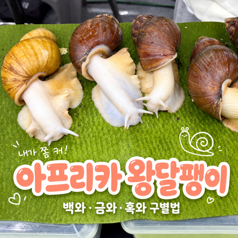 아프리카 왕달팽이 키우기 수명과 먹이, 백와 금와 흑와 차이점은?