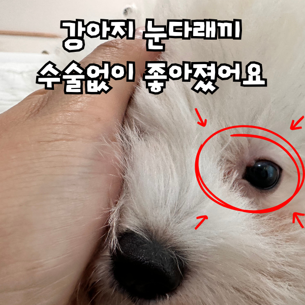 강아지 눈 다래끼 눈부음, 인공눈물 & 안약 넣고 좋아졌어요