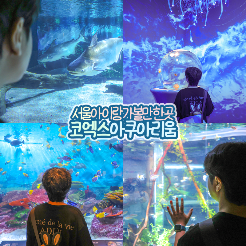 서울 아이랑 가볼만한곳 삼성 코엑스 아쿠아리움 놀거리