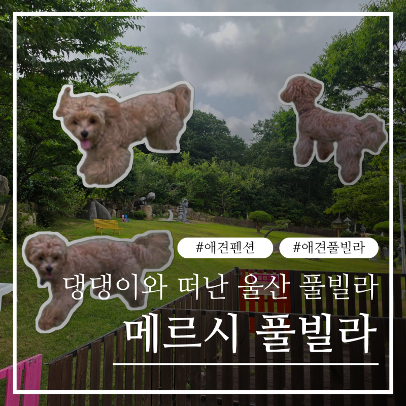 강아지와 떠난 첫 풀빌라 여행, 부산근교 애견펜션 울산 메르시에서 제대로 놀기