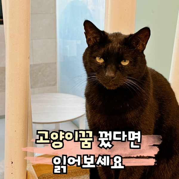 고양이꿈 해몽 행운일까 경고일까 상황별 뜻 총정리