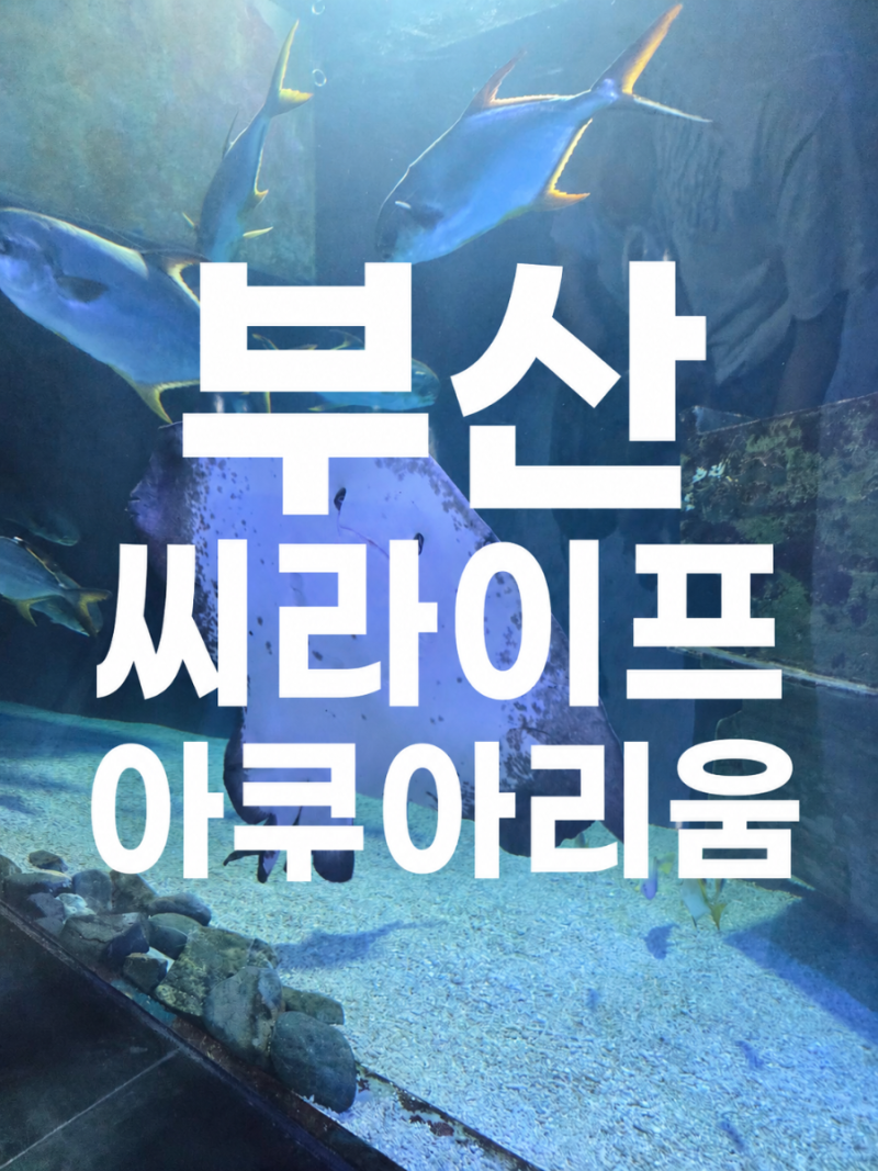 부산 씨라이프 아쿠아리움 해운대 놀거리 실내 데이트