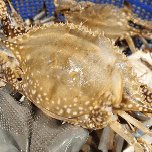 꽃게 1kg 몇 마리일까?｜크기별 가격·손질 후 실제 양