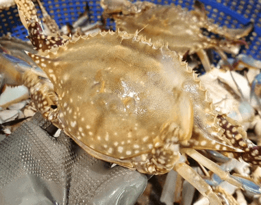꽃게 1kg 몇 마리일까?｜크기별 가격·손질 후 실제 양