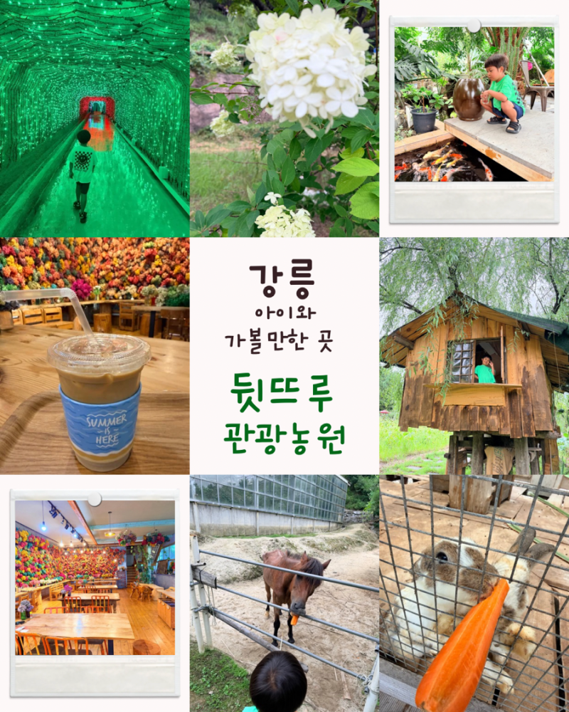 강릉 아이와 가볼만한곳 뒷뜨루관광농원 (먹이주기체험, 실내외정원, 내부카페, 빛의터널)