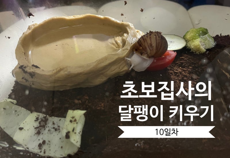 달팽이 키우기 10일차｜먹이 안 먹고 흙속에만 있던 달팽이가 다시 나왔어요