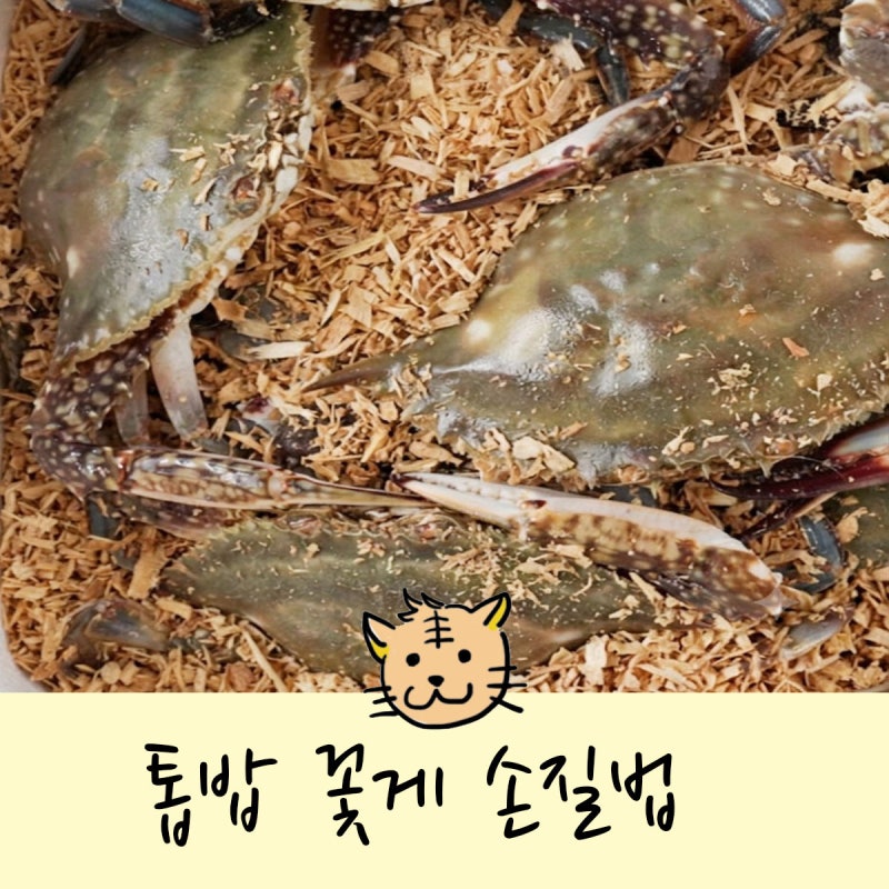 톱밥 꽃게 손질법 살아있는 채로 물에 넣으면 안 되는 이유