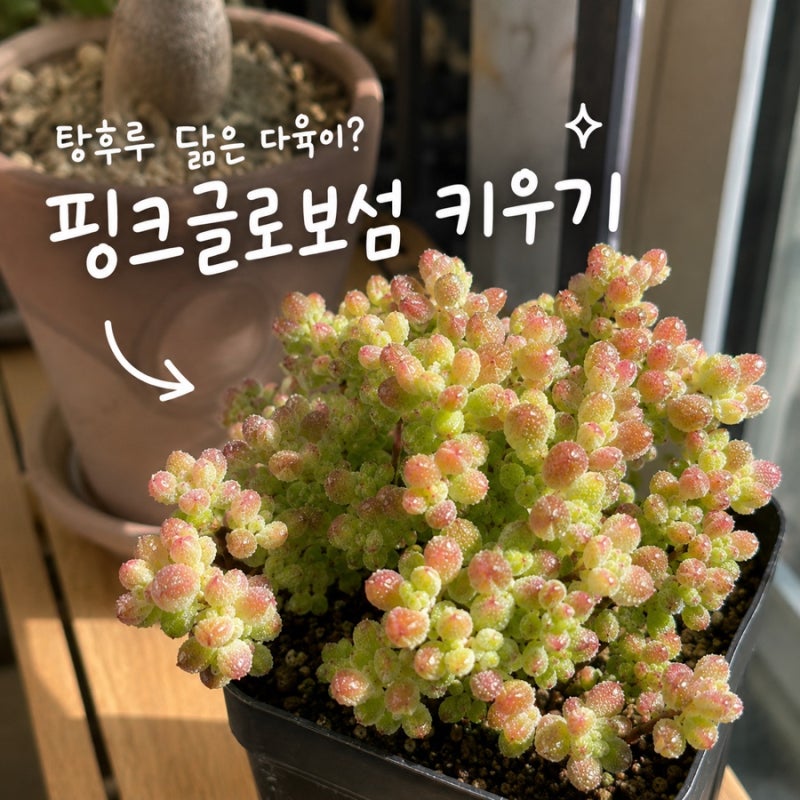 탕후루 닮은 핑크글로보섬 키우기, 다육이 물주기 가지치기 삽목 이렇게 해요