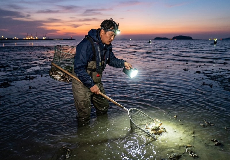 干潟の名所、泰安青浦台でワタリガニを捕る特別な秘法