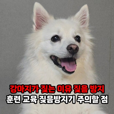 강아지가 짖는 이유, 강아지 짖음 방지 훈련 교육 방법과 짖음방지기 주의할 점