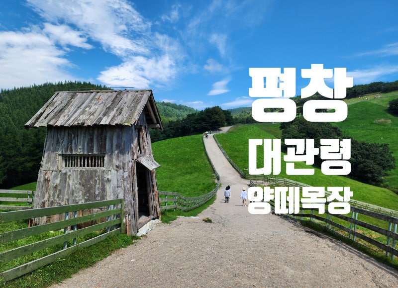 Must-Visit Place: Pyeongchang Daegwallyeong Sheep Farm