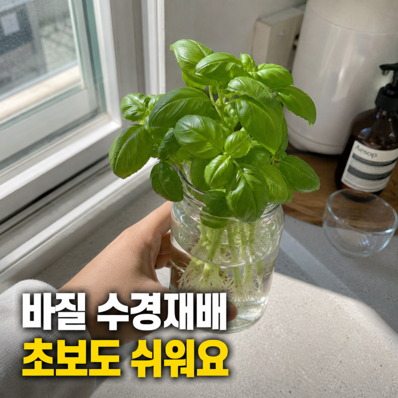바질 수경재배 성공, 물갈이 주기는? 비법 하나면 끝