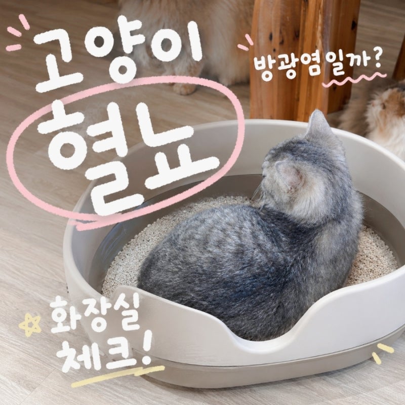 고양이 혈뇨 원인 방광염 화장실 관리가 중요한 이유