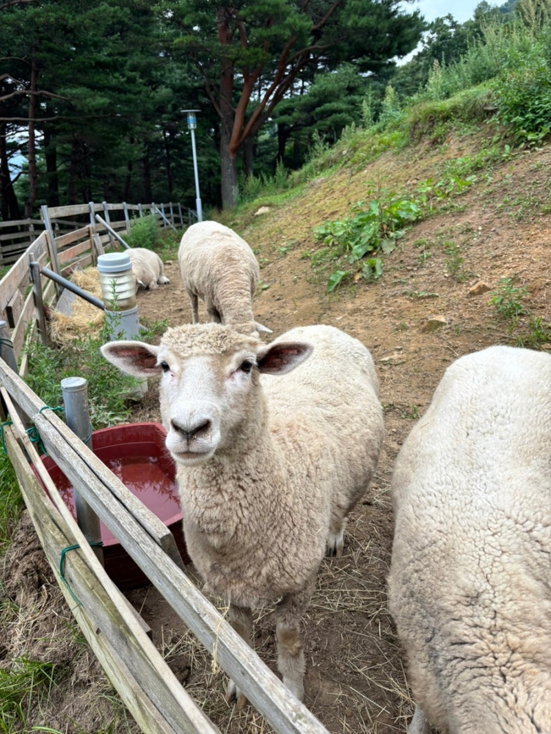 [강원 평창 여행] 평창 라마다 호텔, 대관령 순수 양떼목장 및 카페 방문 후기