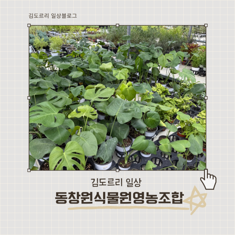 경남 최대 규모 화훼단지 동창원식물원영농조합 방문후기