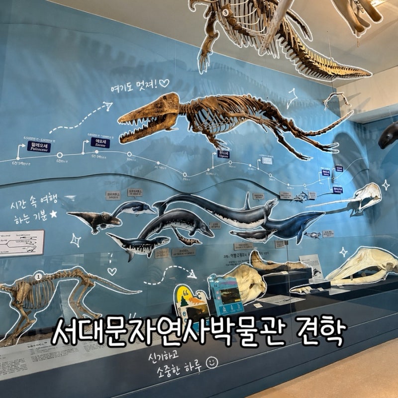 6개월 아기랑 서대문자연사박물관 견학 후기 서울 실내 갈만한 곳 유모차 대여 가능