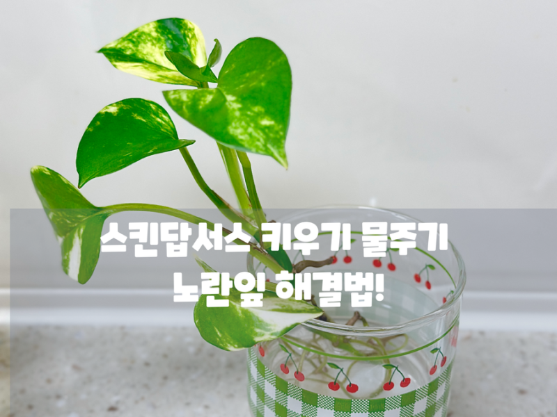 스킨답서스 키우기 물주기 노란잎 해결법! 번식 분갈이 수경재배 총정리