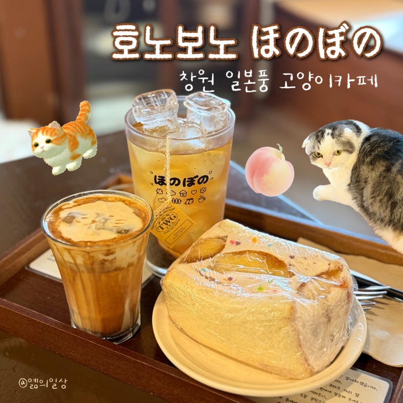 창원 카페 | 호노보노 창원 가로수길 고양이가 있는 일본 감성카페