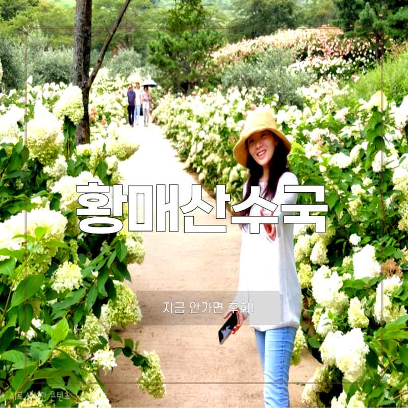 합천 황매산 수국정원 위치 주차장 정보, 실시간 개화현황 후기