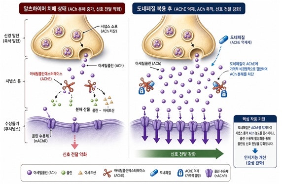 도네페질(Donepezil) / 아리셉트.치매.알츠하이머.인지장애