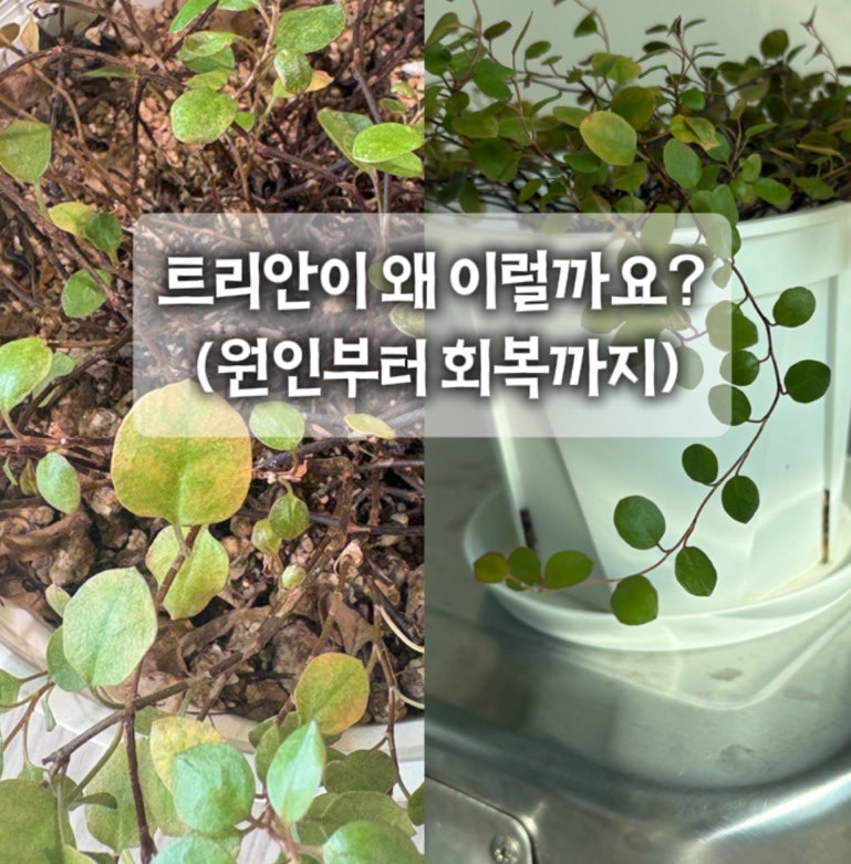 트리안 잎이 노랗게 변하는 이유와 직사광선 대처법 (실내 회복 과정 후기)