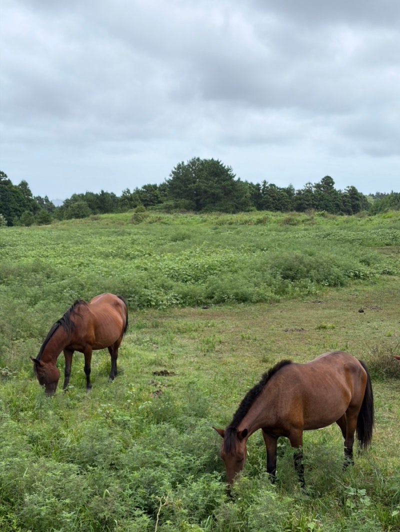 Recommended East Jeju Oreum 1 | Yongnuni Oreum: Admission, Parking, Time Required | An Oreum where you can see horses