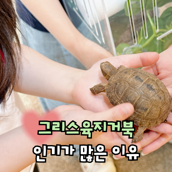 육지거북이 키우기, 그리스 육지거북 수명 먹이 주의점