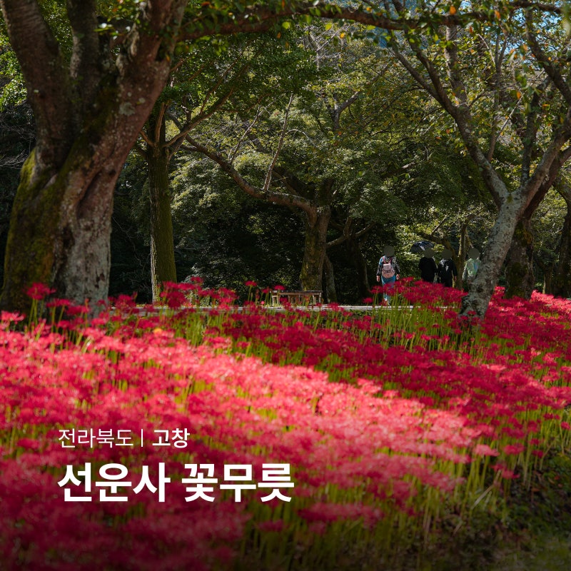 Gochang Seonunsa Temple Spider Lily Blooming Season: Must-Visit Places in Jeollabuk-do