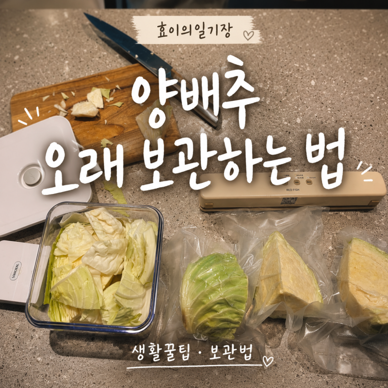 양배추 오래 보관하는 법 진공포장으로 신선하게 보관하기