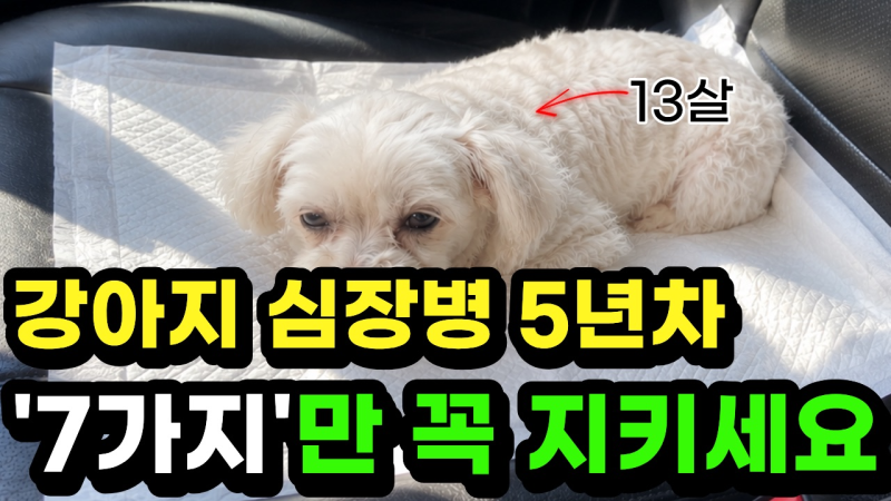 강아지 심장병 증상과 단계보다 더 중요한 7가지 관리방법