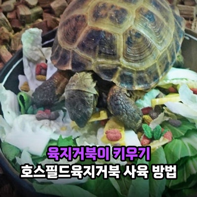 육지거북이 키우기 호스필드육지거북, 소형 거북이 종류 먹이 수명은? 사육 방법과 관리