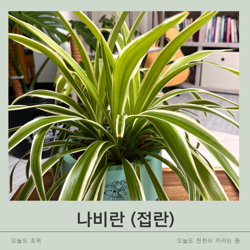 [나비란 키우기] 천원짜리 모종의 1년 성장기록! 접란 분갈이·물주기부터 러너 자구까지