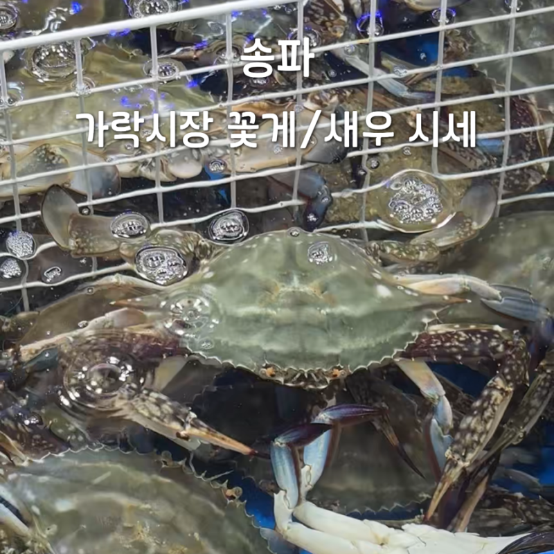 가락시장 꽃게 생새우 시세 가락몰 향기수산 포장 영업시간 주차
