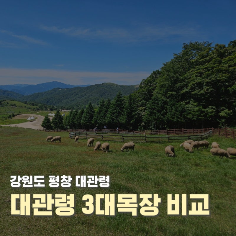 평창 대관령 필수코스 3대 목장 한눈에 비교하기