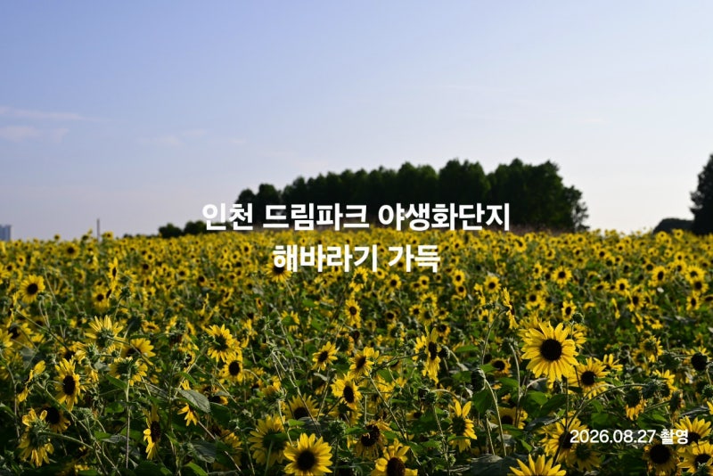 [인천 가볼 만한 곳] 계절 산책, 인천 드림파크 야생화단지 보랏빛 버베나 & 노란 해바라기(국....