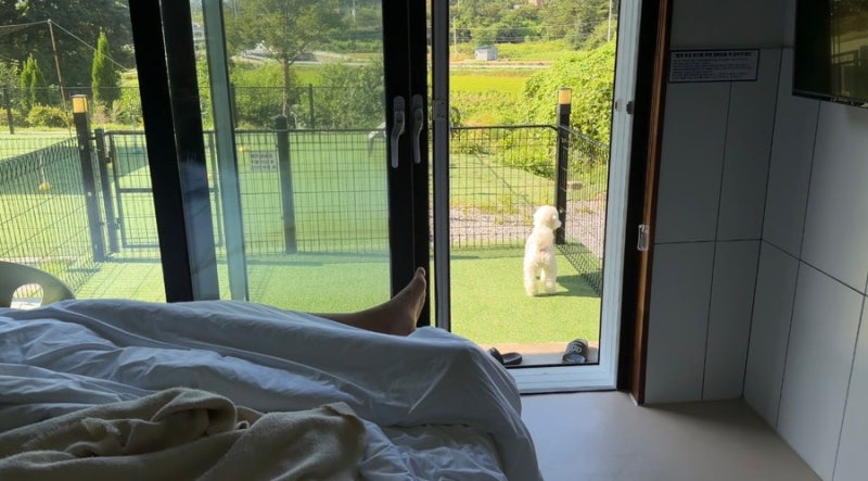 1편 : 반려견 동반 숙소 추천! 추천! 댕추천! (강릉 애견동반, 강릉 애견....