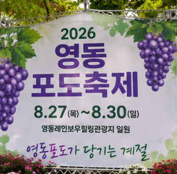영동 포도축제 2026 개막! 일정 가수 주차 포도따기 체험