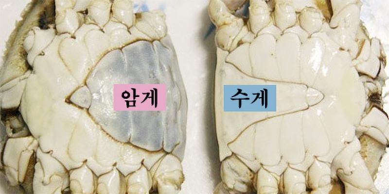 암꽃게 숫꽃게 차이점 총정리｜알 꽉 찬 꽃게 고르는 방법 제철시기 손질법 찌는법 보관법