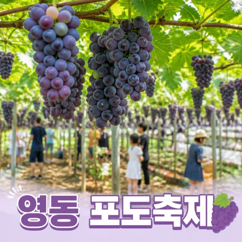 「2026 영동포도축제 총정리 기간·주차·포도따기·포도밟기·페이백」